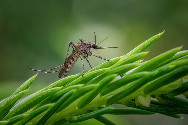 Plagas de Mosquito Tigre: Todo lo que Necesitas Saber para Protegerte