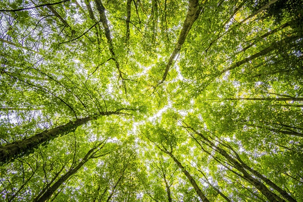 Tala controlada de bosques y sus beneficios