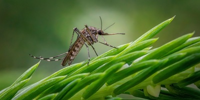 Plagas de Mosquito Tigre: Todo lo que Necesitas Saber para Protegerte