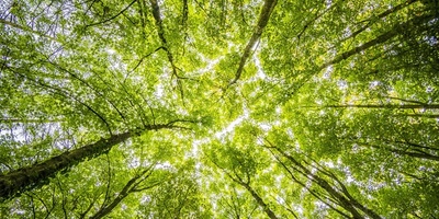 Tala controlada de bosques y sus beneficios